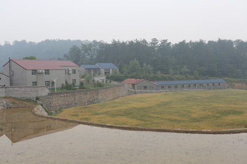 水稻莳植基地