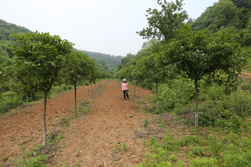 桂花树培育基地