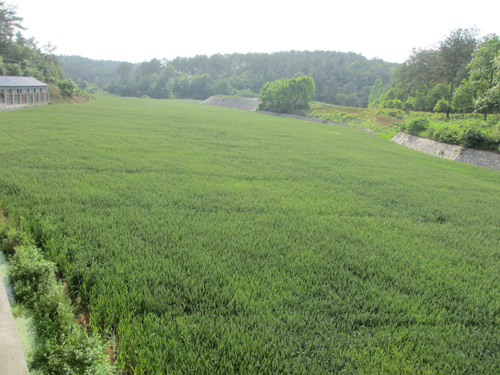 小麦莳植基地